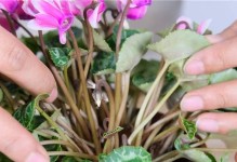 仙客来真的是四季开花吗？（揭开仙客来四季开花的神秘面纱）