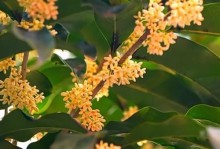 探究桂花耐寒程度（从品种到环境，看桂花在低温下的表现）