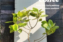 小叶榕的繁殖技巧（掌握小叶榕繁殖的关键步骤，让你的花园充满生机）