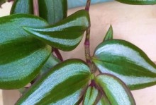 吊竹梅开花时间及种植技巧（一年四季不停歇，教你轻松种植）