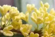 揭秘桂林市花（桂林市花是什么，它有什么特点？——解析桂林市花的品种和特点）