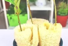 北方桂花的繁殖技巧（掌握繁殖方法，打造美丽花园）