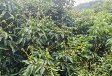 贵州也能种荔枝？（探寻贵州荔枝种植之路，）