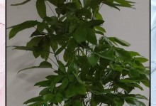 盆栽发财树落叶的处理方法（让你的发财树焕发生机，护理秘籍大揭密）
