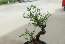 迎春花开花季节与特点（迎接春天的花朵——迎春花的开花期和特点）