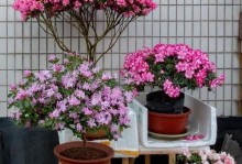 杜鹃花叶子发蔫的原因及补救方法（掌握这些关键因素，让你的杜鹃花长势更好）