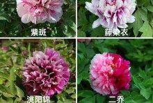 探秘牡丹珍品（品种、产地、历史、鉴赏、栽培、保护）