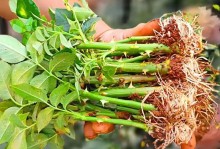 家庭种植蔷薇花指南（打造美丽花园，尽显家庭魅力）