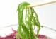 揭秘鹿角菜的生长之谜（从根部到叶尖，一一揭开她的神秘面纱）