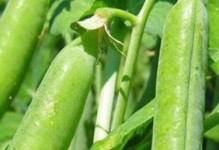 荷兰豆在北方种植指南（探索适合北方生长的荷兰豆品种及种植技巧）