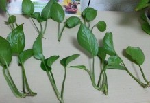 用纸制作盆栽里的叶子——创意之美（如何用纸艺打造逼真的盆栽叶子，让家居生活更加生机盎然）