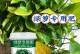 绿萝黄叶处理方法（为什么绿萝会出现黄叶，如何正确处理）