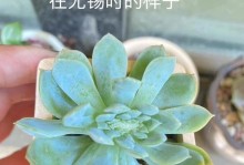 多肉植物皱巴巴怎么处理？（多肉植物恢复饱满的技巧和方法）
