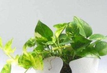 如何修剪富贵满堂（美化花园，打造理想的家园）