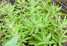 黄金万年草开花的奇妙之处（探秘黄金万年草开花的形态和特点）