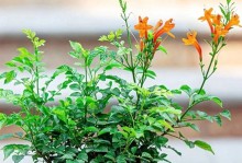 令人惊叹的仙人掌——凌霄花的种种妙用（从美容护肤到药用治疗，凌霄花不容忽视）