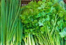 冷冻保存凤仙花，让美丽不再短暂（凤仙花的保存技巧与注意事项）