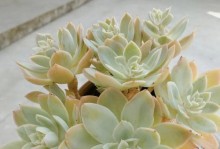如何成为丝绸面纱多肉的专业养殖者（掌握这些养殖技巧，让你的多肉成为众人瞩目的焦点）