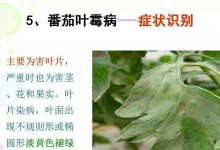 番茄炭疽病（了解番茄炭疽病的发病原因及其危害、预防措施和治疗方法）