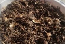 生菜种子发芽出苗时间及种植技巧（从种子选购到出苗管理，助你轻松种出健康生菜）