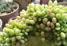 多肉春萌如何养成老桩造型（一步步教你打造多肉春萌的老桩造型，让你的小清新植物更加吸睛）