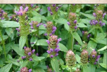 夏枯草（了解夏枯草的形态、生长环境和药用价值）