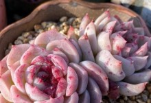 多肉植物的浇水频率（建议、技巧、周期）