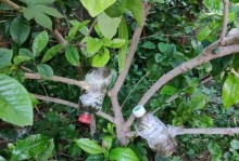 石榴扦插，最佳时间如何选择？（种植石榴？这些知识点一定要掌握）