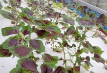 探秘红汗菜（从营养到健康，了解红汗菜的种种功效）