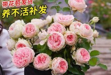 如何养护爬藤月季花（爬藤月季花的养护技巧与注意事项）