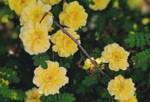 以刺梅怎么就开花？（一场美丽的转变，刺梅的蜕变之路）