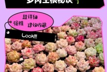 多肉植物发芽后的埋根技巧（掌握埋根的关键步骤，让多肉植物生长更加健康）