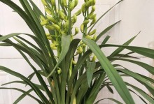 大花蕙兰适合种植的盆具大小（养护大花蕙兰，从选对盆具开始）