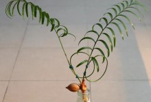 铁树叶子有毒吗？解密铁树的真相！（铁树毒性解析及如何避免伤害）