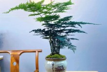 花盆里的文竹乐园（打造家居的绿色角落，文竹是最佳选择）