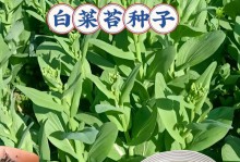 大白菜最佳种植时间（什么时候种植最好）