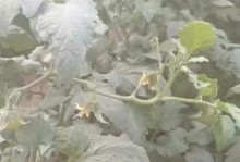 西红柿叶子发蔫，你需要了解的原因与补救方法！（西红柿种植过程中如何防止叶子发蔫？）