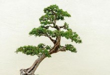如何科学浇水红楠？（掌握浇水规律，让红楠健康成长）