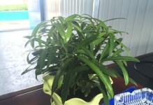 女性办公室植物装饰的选择（打造舒适健康的工作环境，提高工作效率）