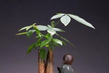 发财树树苗的造型艺术（探索发财树树苗的美学魅力及塑造技巧）