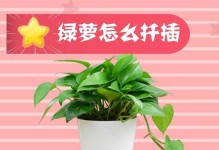 绿萝扦插技巧详解（快速繁殖绿萝，让家中更加绿意盎然）