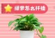 绿萝扦插技巧详解（快速繁殖绿萝，让家中更加绿意盎然）