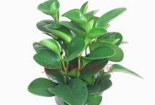 豆瓣绿——室内绿植的首选（适合室内养护，摆脱压力与污染）