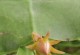 昙花扦插生根的技巧与方法（掌握昙花扦插的窍门，让昙花轻松生根）