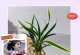 红玉花的养殖指南（打造美丽花坛的不二选择）