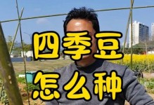 四季豆的种植时间及方法（春季开花夏季结果，养护技巧让丰收更丰满）