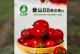 小番茄的含糖量究竟高不高？（揭开小番茄糖分谜团，告诉你真相！）