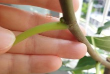 无花果树的生长特点（探究无花果树的生长高度与寿命）