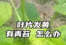 豆角黄叶怎么办？（探究豆角黄叶的原因及补救方法）