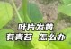 豆角黄叶怎么办？（探究豆角黄叶的原因及补救方法）